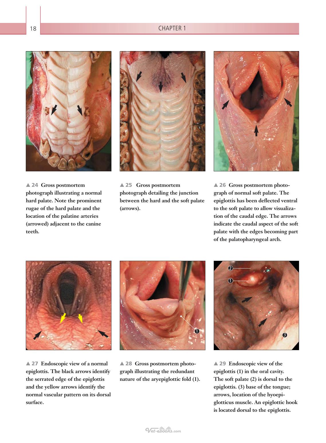 Respiratory Diseases Of The Horse A Problem Oriented Approach To Diagnosis And Management