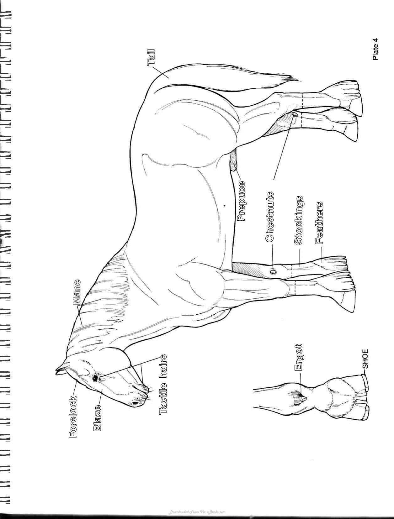Horse Anatomy Coloring Atlas 2Nd Edition