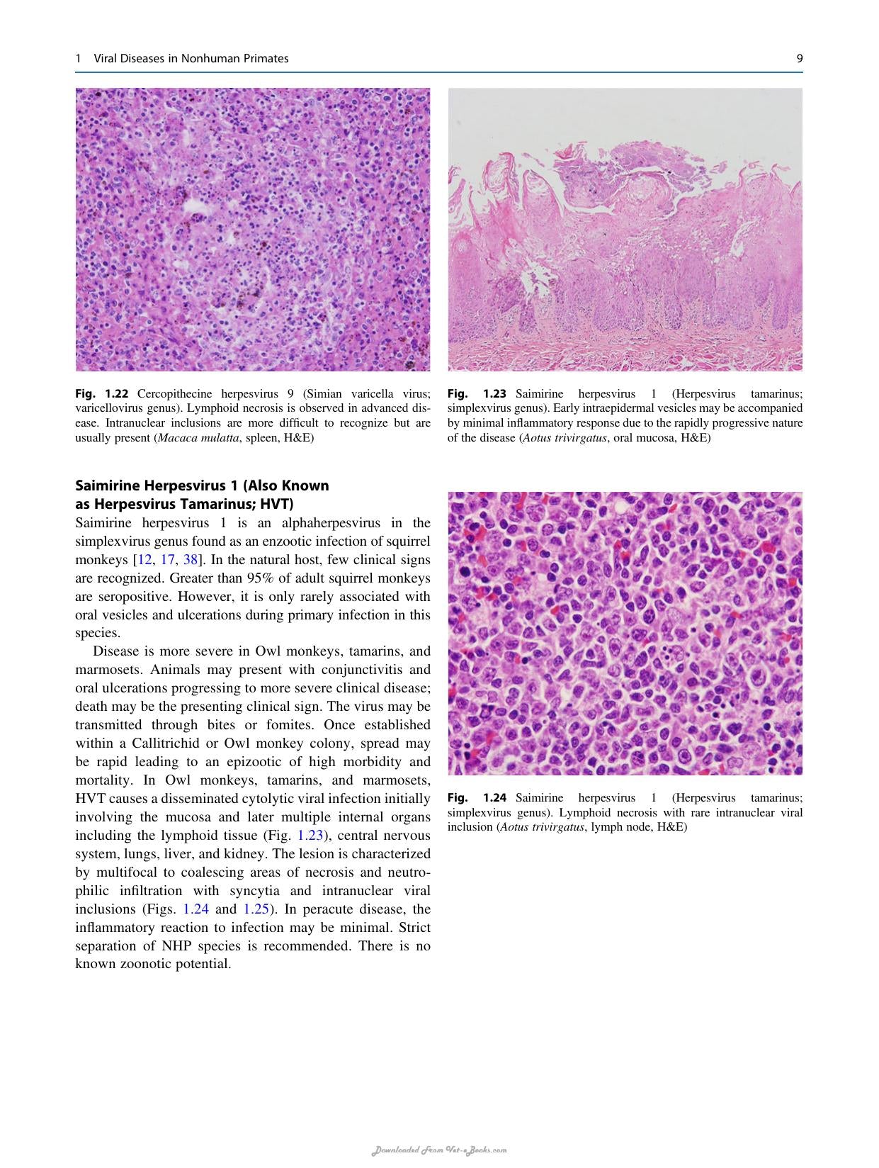 Atlas Of Diagnostic Pathology In Nonhuman Primates