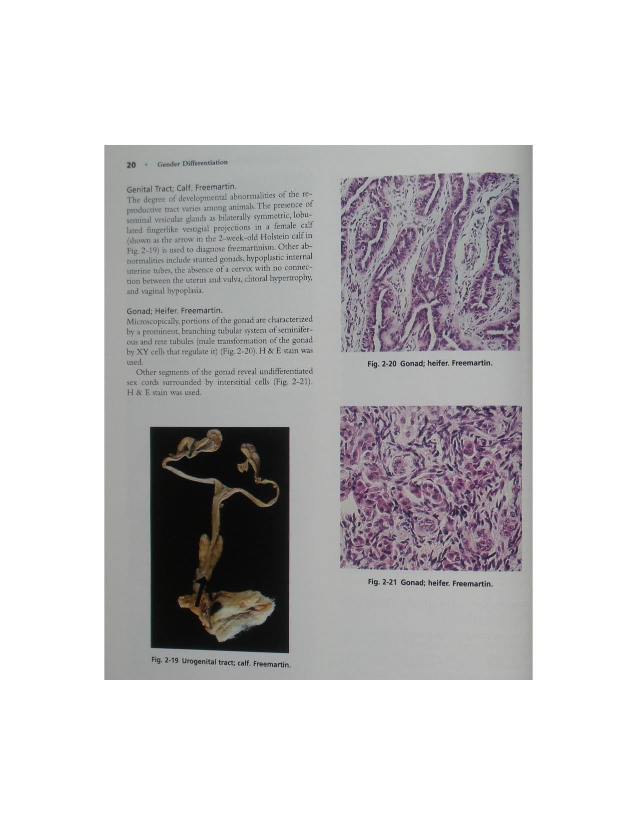 Color Atlas Of Reproductive Pathology Of Domestic Animals