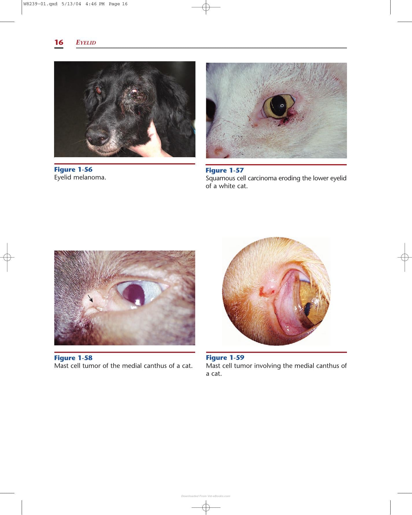Color Atlas Of Canine And Feline Ophthalmology