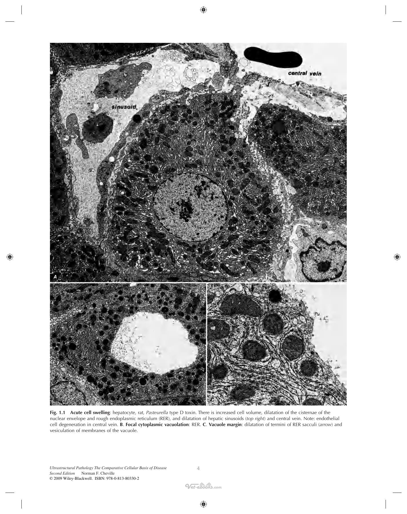 Ultrastructural Pathology The Comparative Cellular Basis Of Disease 2Nd Edition