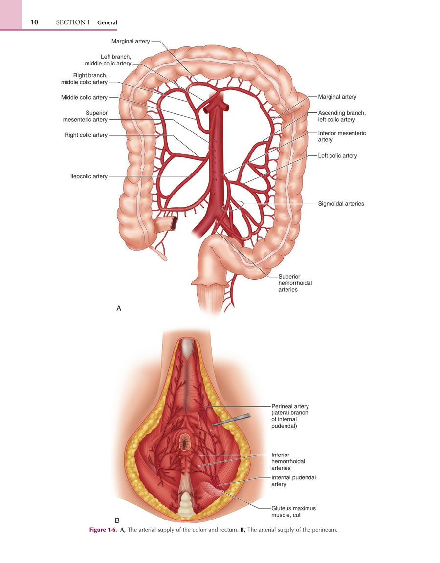 Preview page of Colorectal Surgery