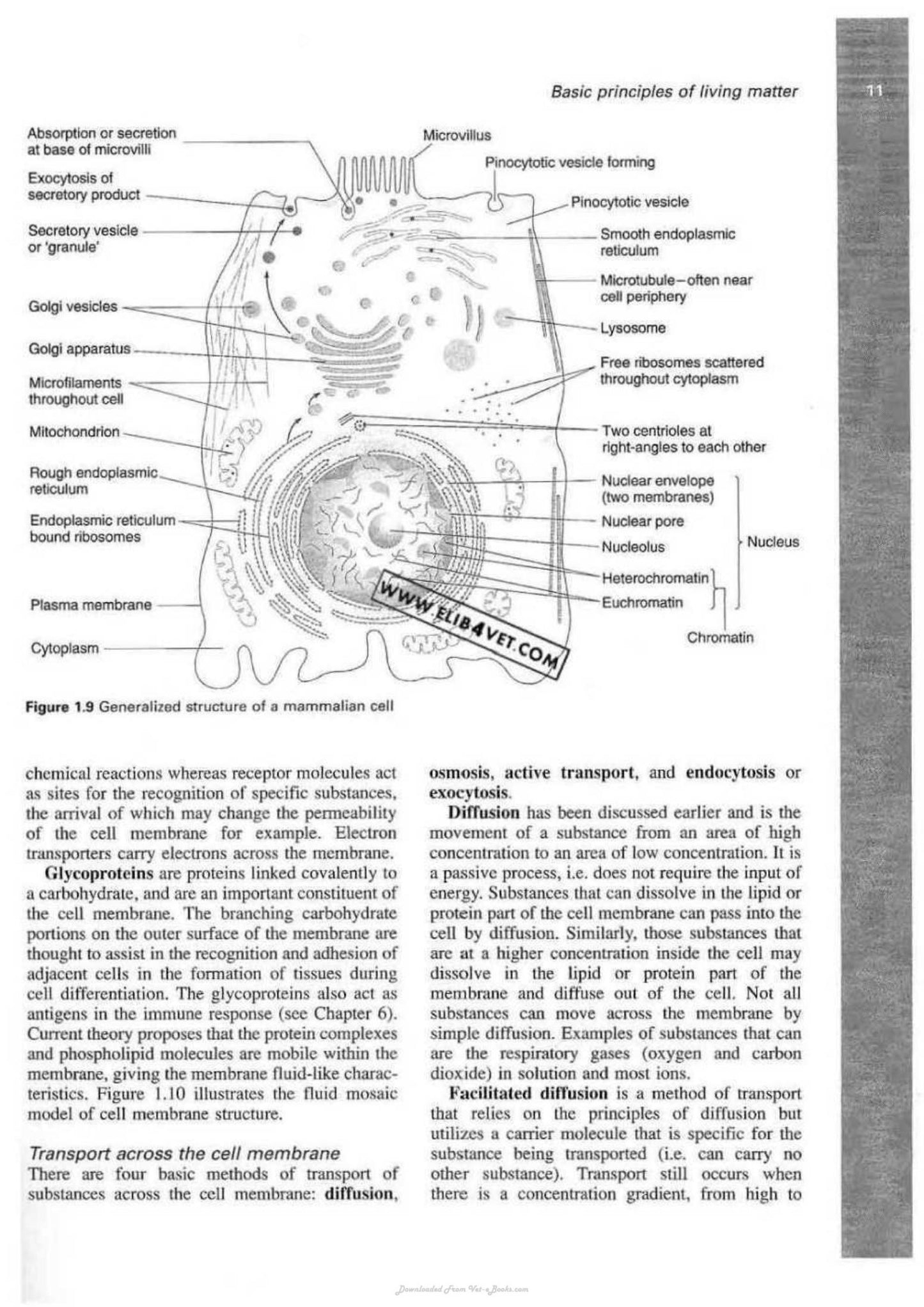 Veterinary Physiology And Applied Anatomy A Textbook For Veterinary Nurses And Technicians