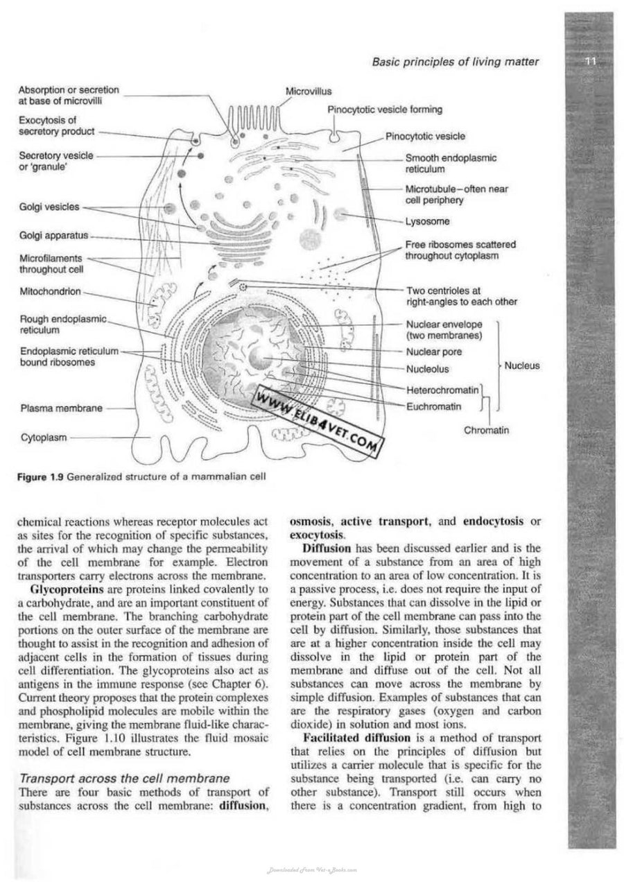 Preview page of Veterinary Physiology and Applied Anatomy a Textbook for Veterinary Nurses and Technicians