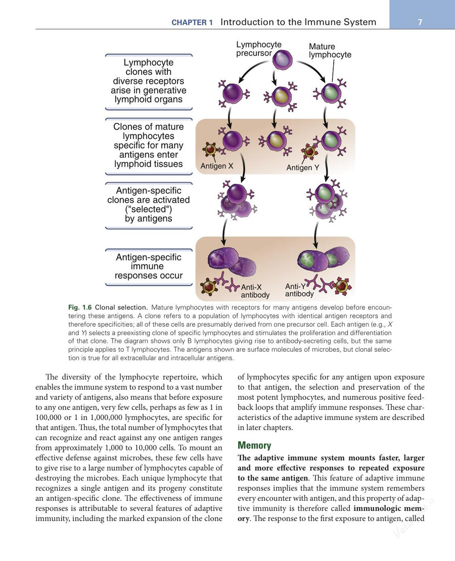 Preview page of Basic Immunology: Functions and Disorders of the Immune System 6th Edition