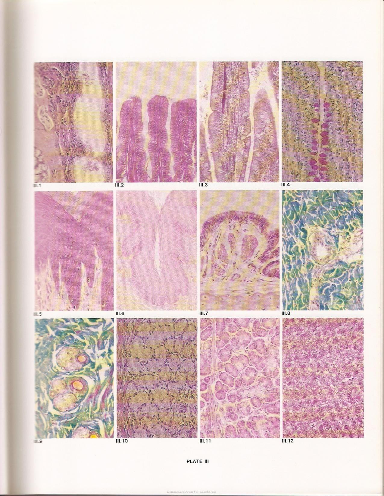 Applied Veterinary Histology 3Rd Edition
