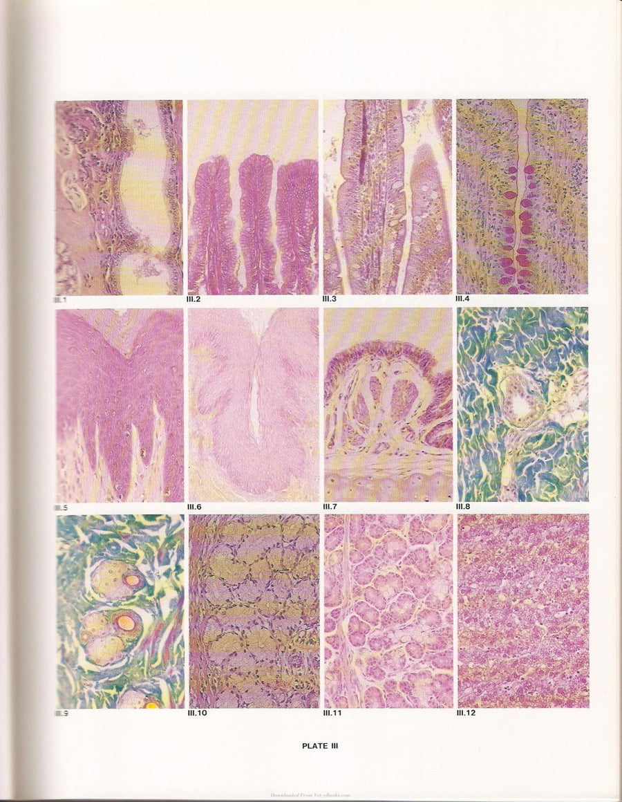 Preview page of Applied Veterinary Histology 3rd Edition