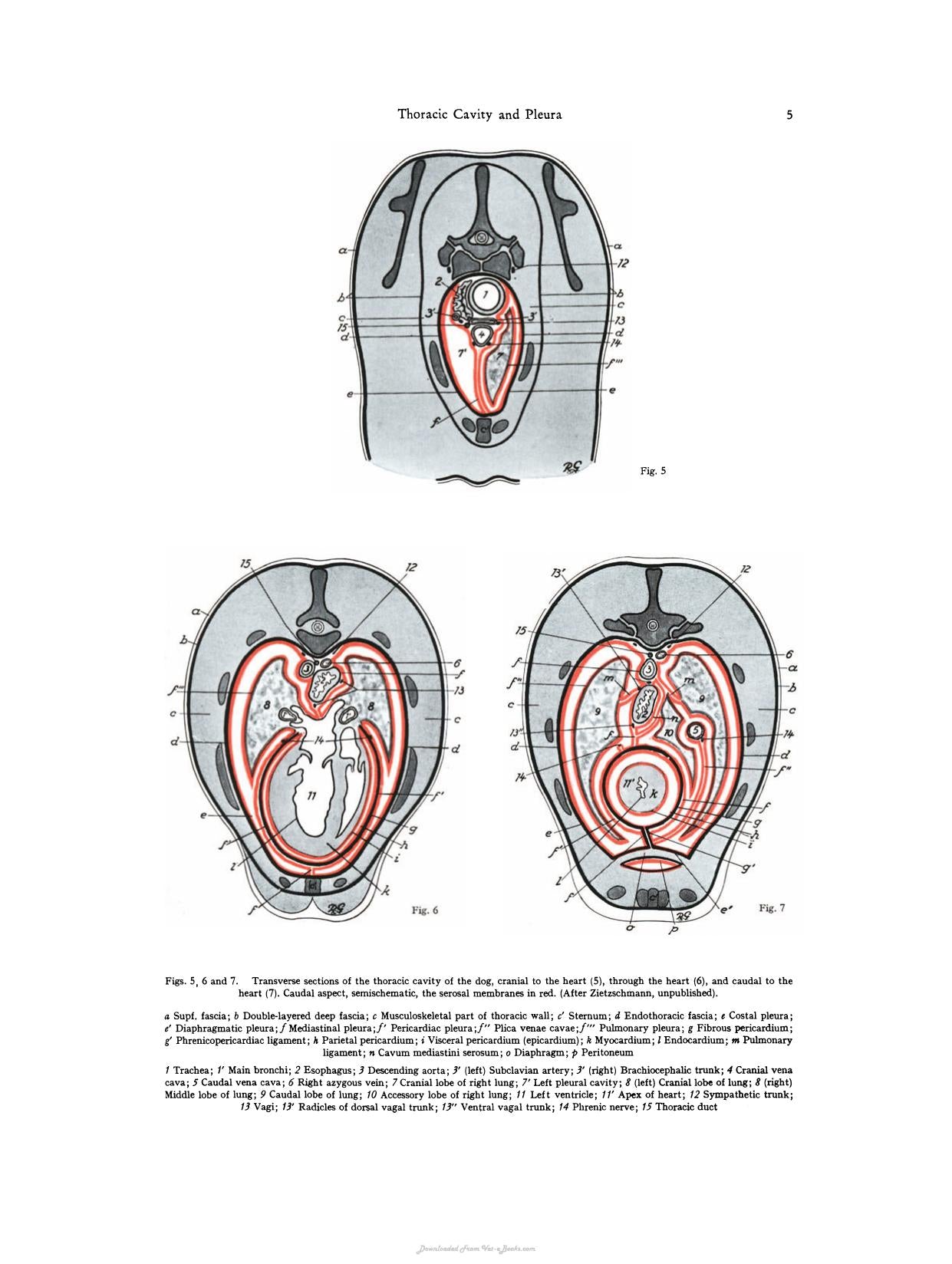 The Viscera Of The Domestic Mammals 2Nd Revised Edition