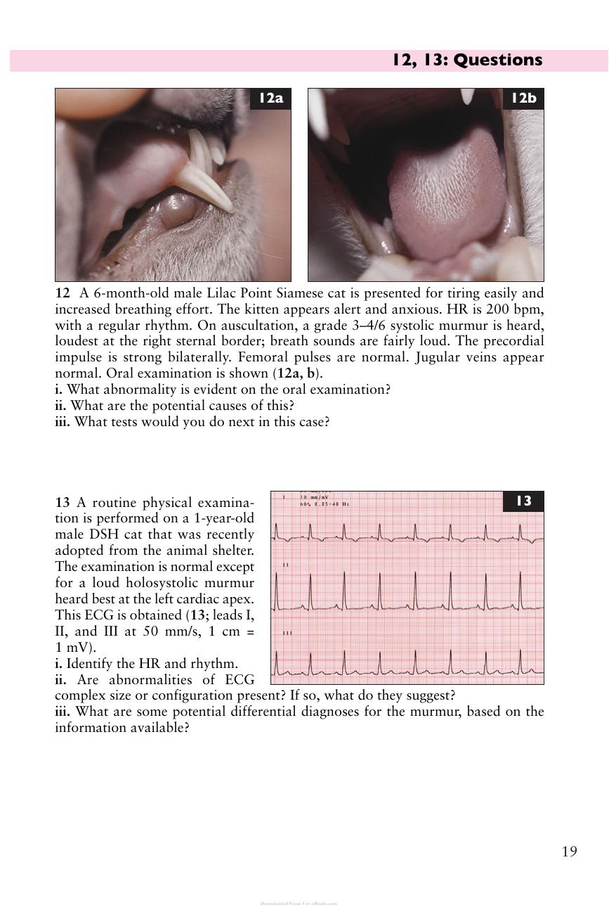 Small Animal Cardiopulmonary Medicine Self Assessment Color Review