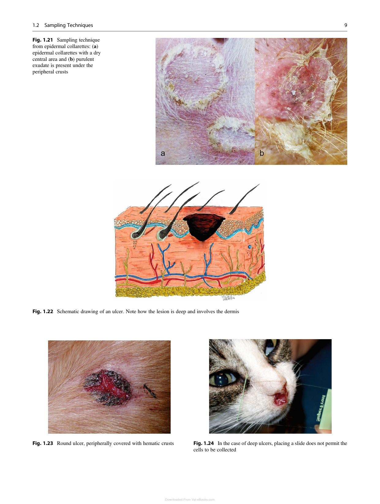 Canine And Feline Skin Cytology 2Nd Edition