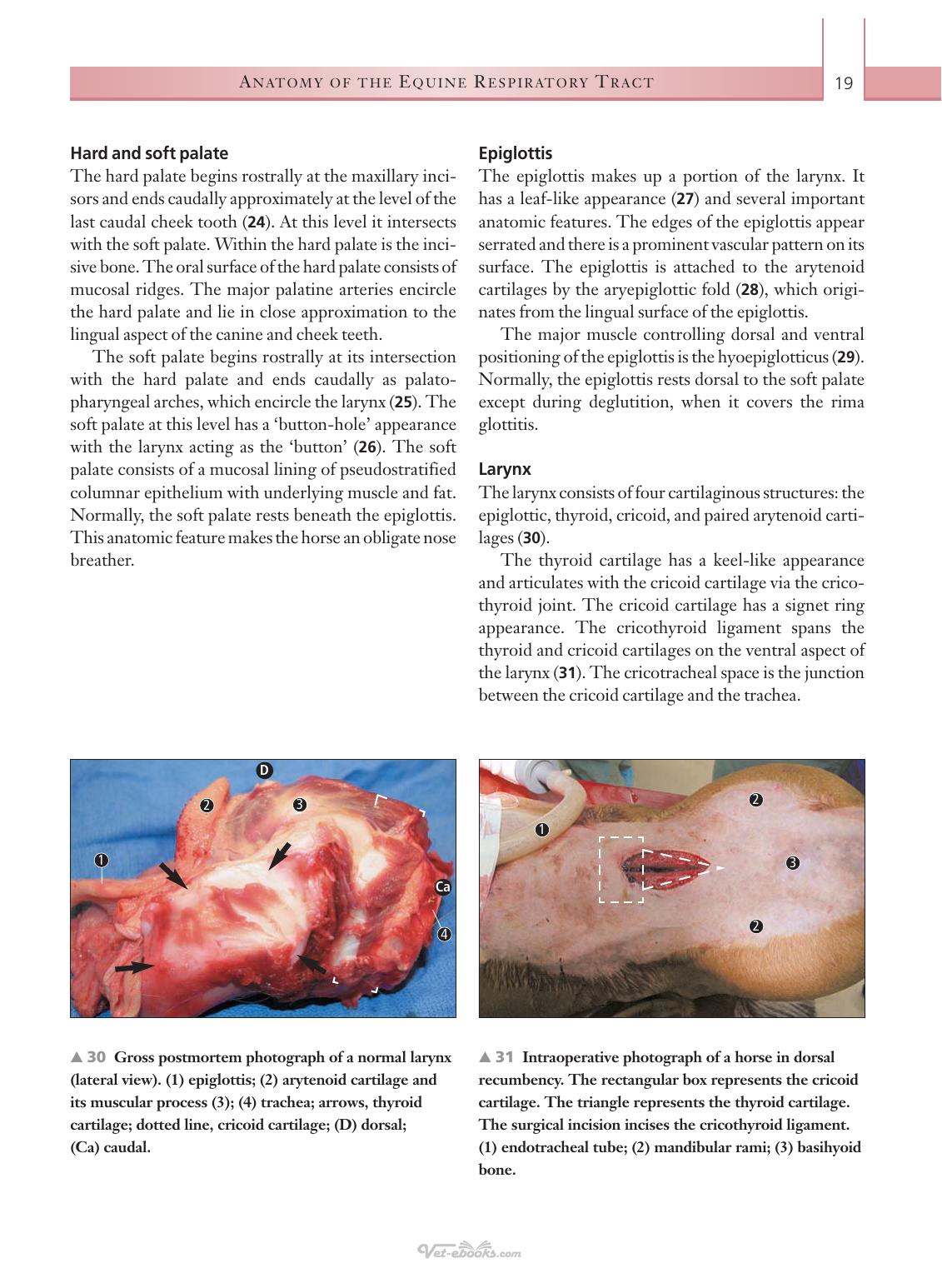 Respiratory Diseases Of The Horse A Problem Oriented Approach To Diagnosis And Management