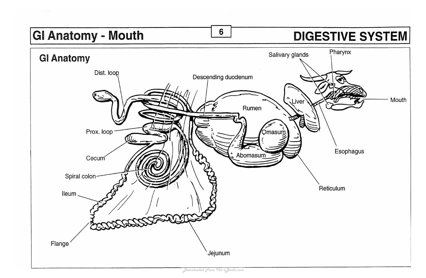Guide To Bovine Clinics 4Th Edition