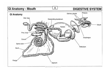 Guide to Bovine Clinics 4th Edition