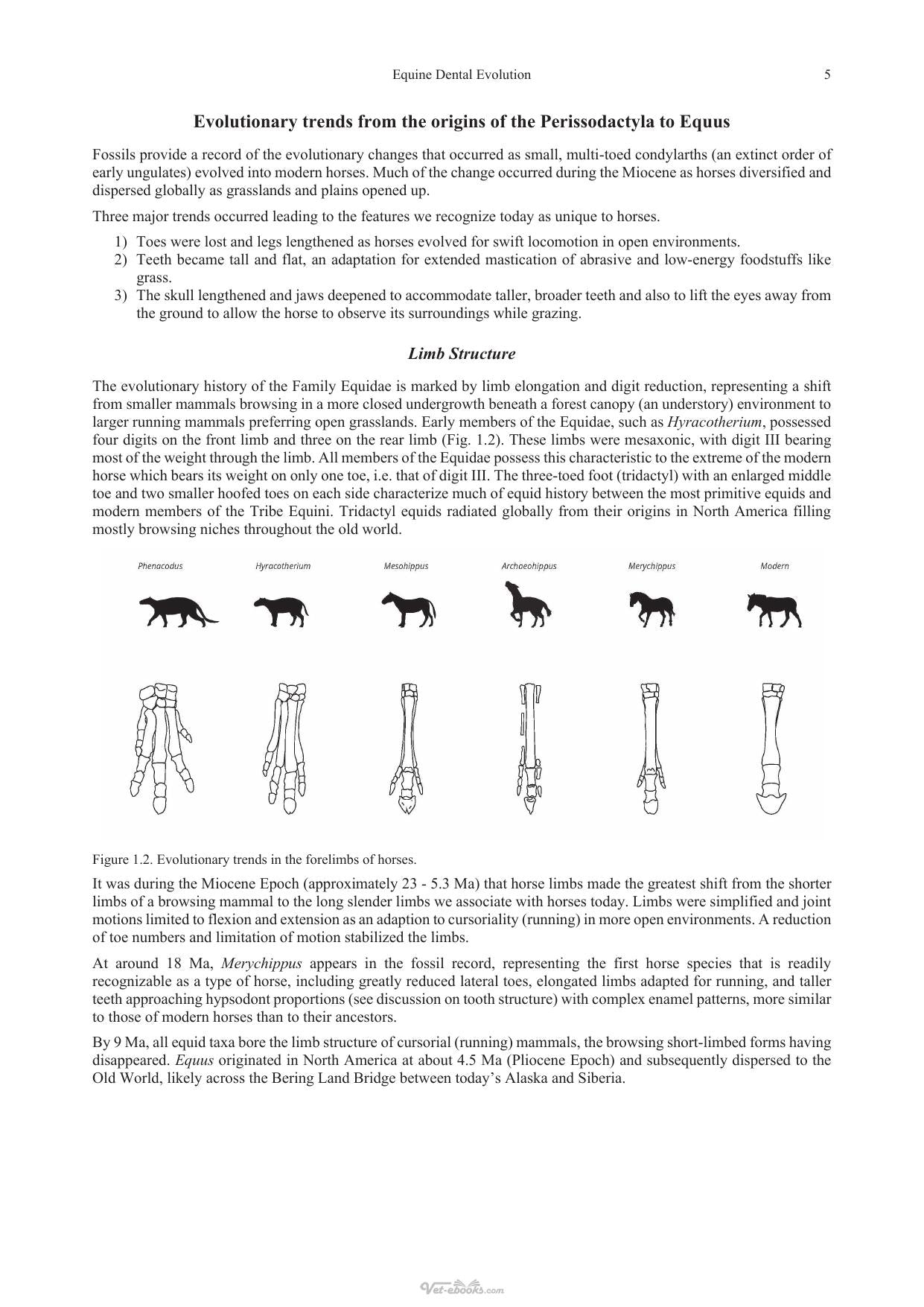 Equine Dentistry And Maxillofacial Surgery