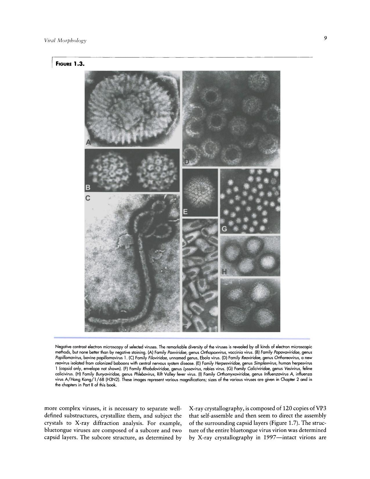 Veterinary Virology 3Rd Edition