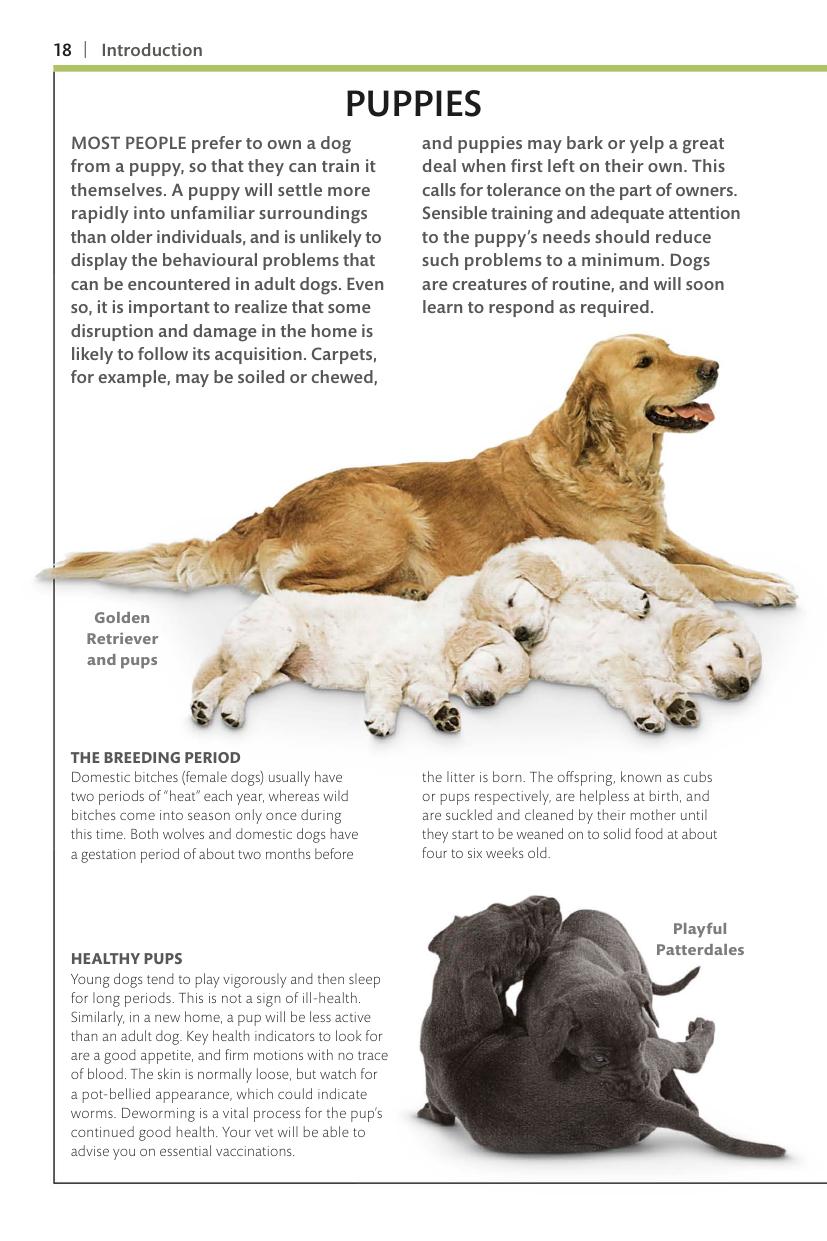 Dogs Dk Handbooks