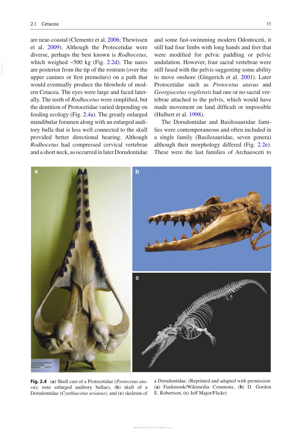 Marine Mammals Adaptations For An Aquatic Life