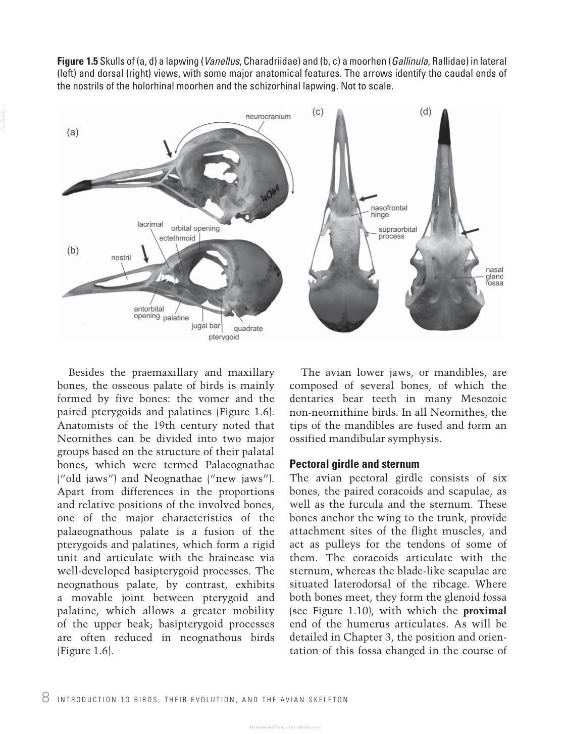 Avian Evolution The Fossil Record Of Birds And Its Paleobiological Significance