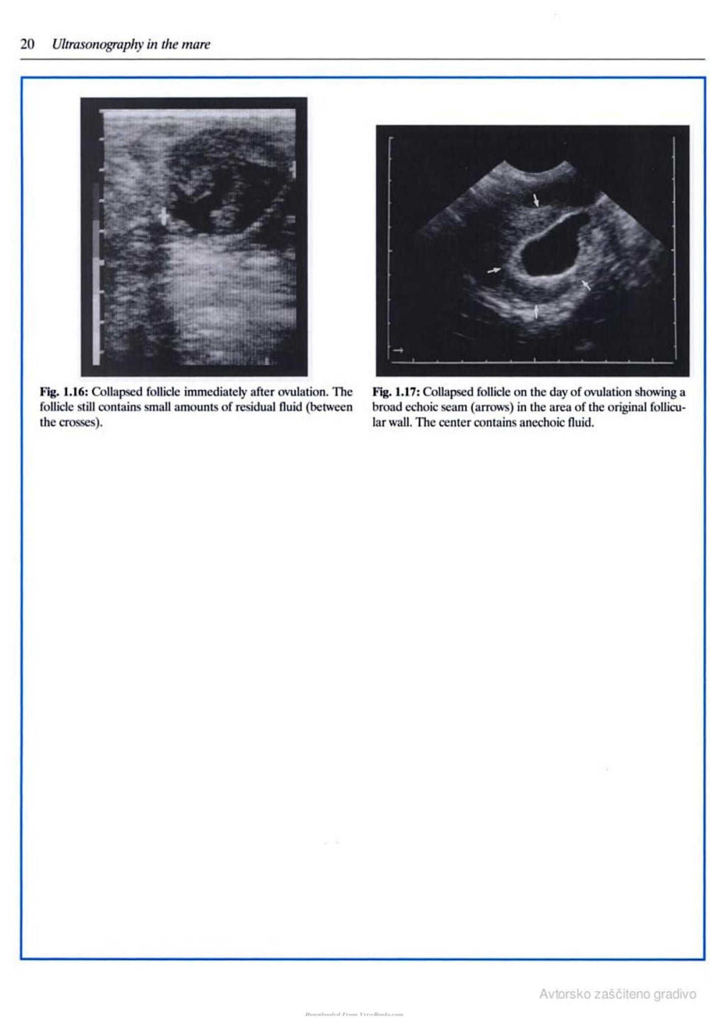 Veterinary Reproductive Ultrasonography