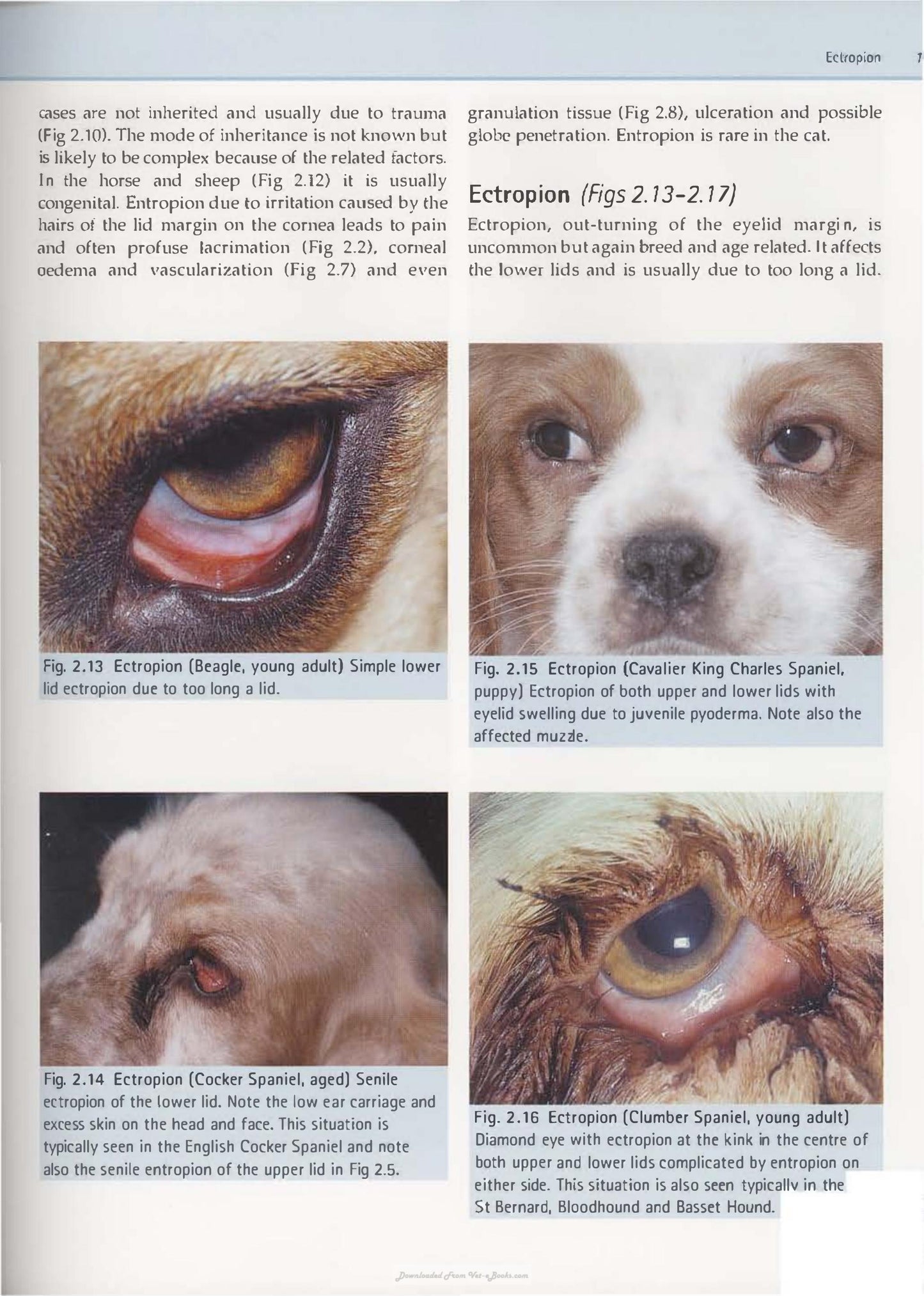 Diagnostic Atlas Of Veterinary Ophthalmology