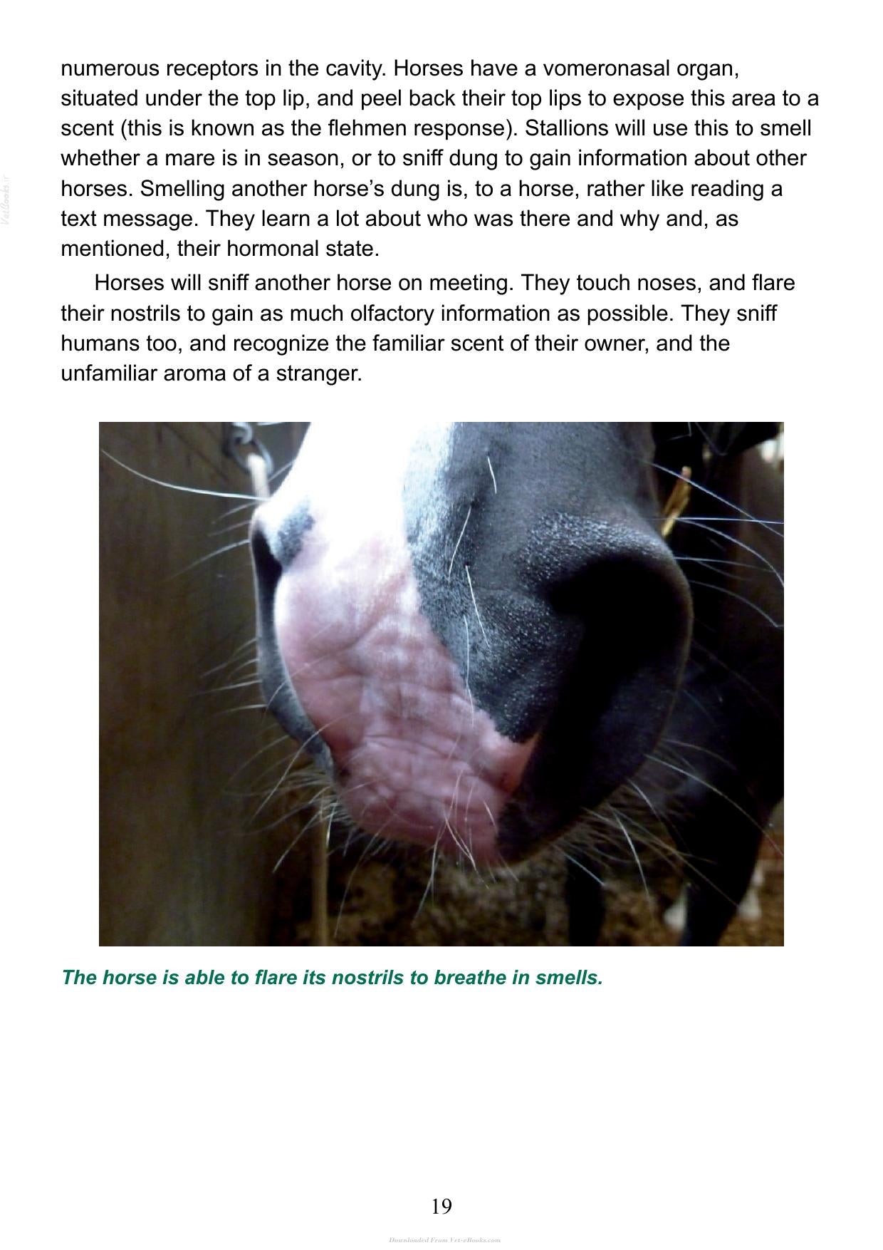 The Psychology Of Horsemanship Understanding The Horse And You