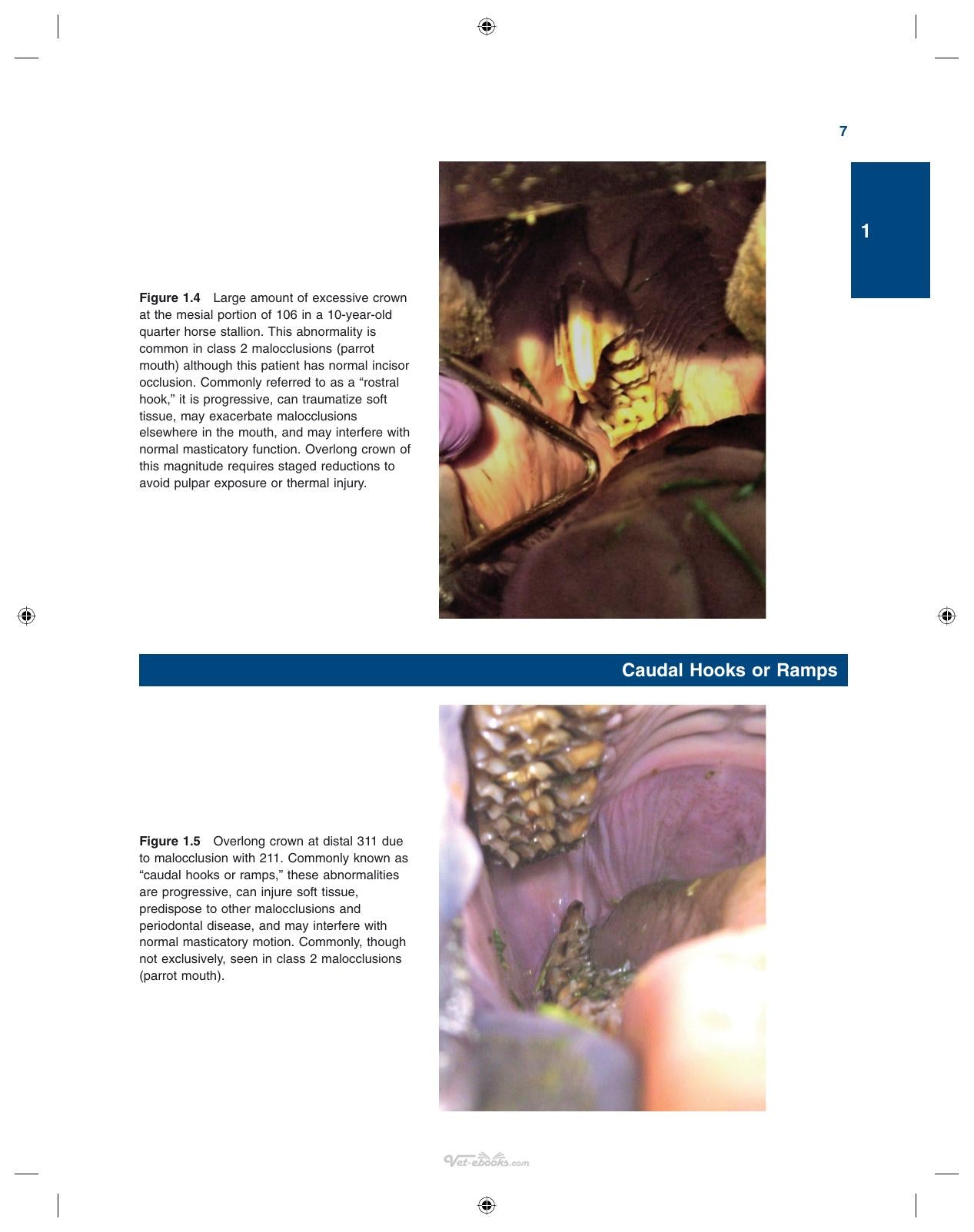 Illustrated Guide To Equine Diseases