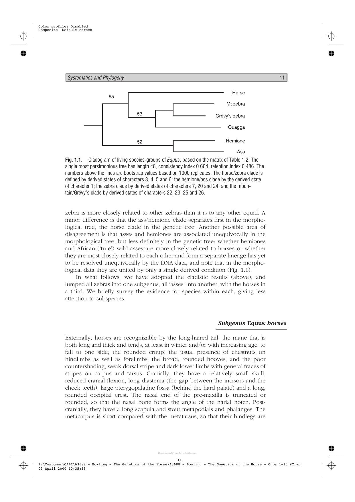 The Genetics Of The Horse