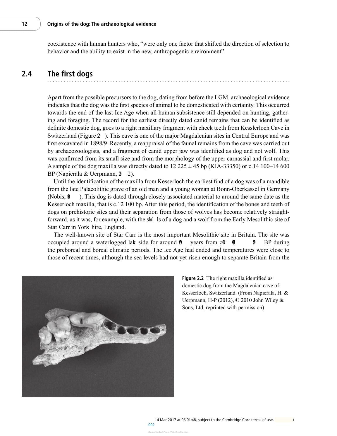 The Domestic Dog Its Evolution Behavior And Interactions With People 2Nd Edition