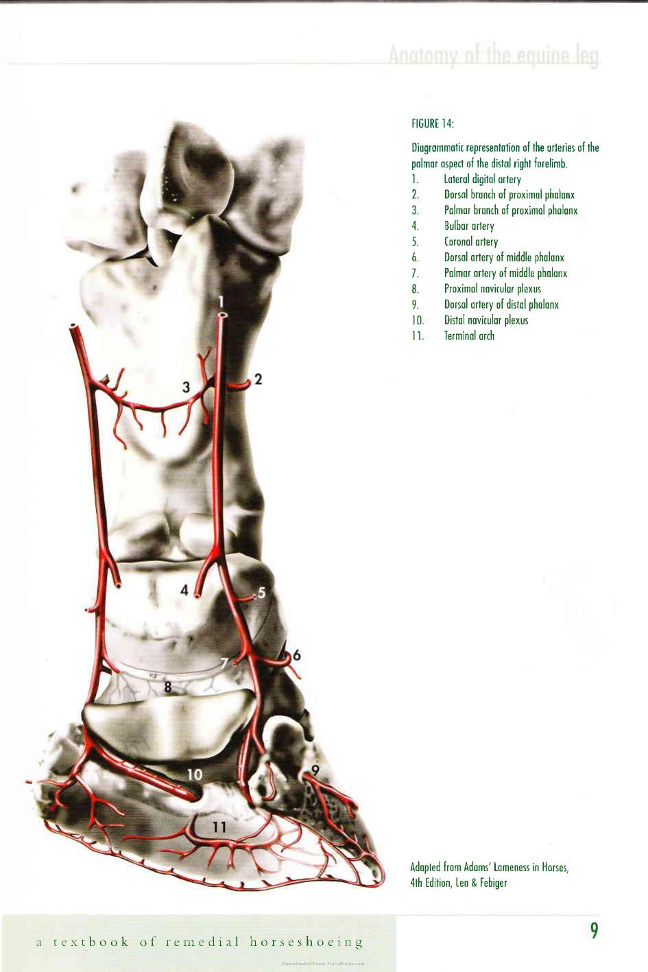 Corrective Farriery A Textbook Of Remedial Horsehoeing Volume 1