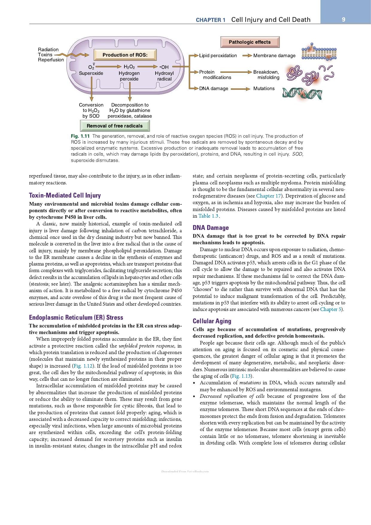 Robbins Essential Pathology