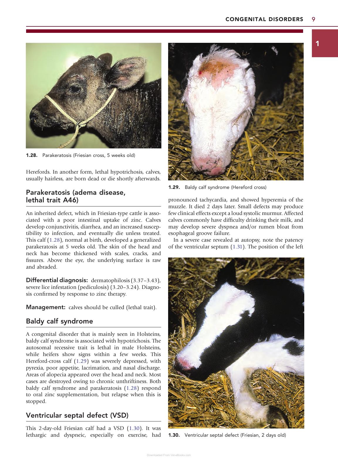 Color Atlas Diseases Disorders Cattle 3Rd Edition