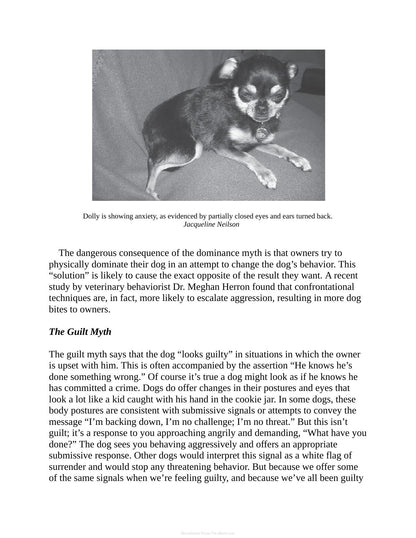 Decoding Your Dog