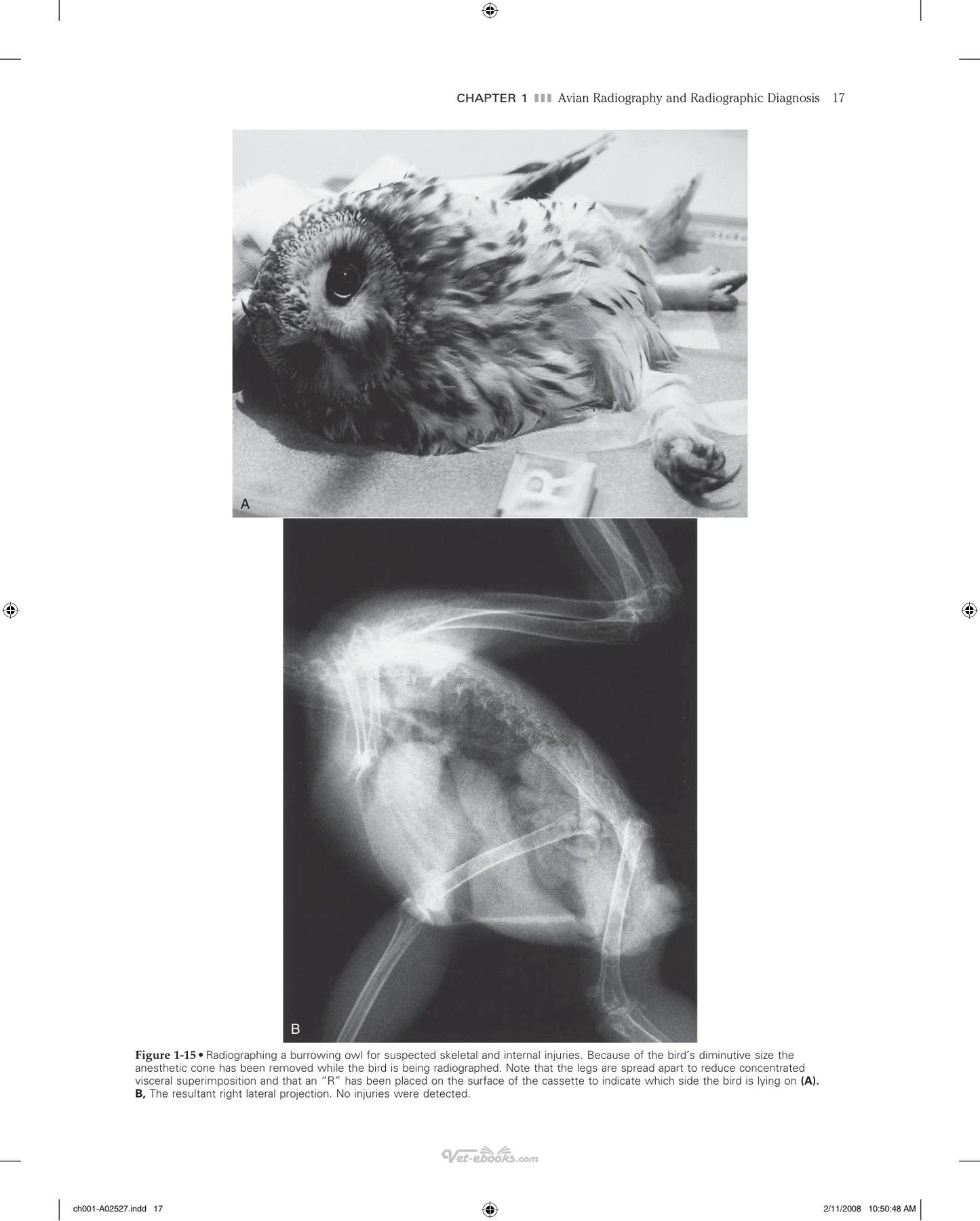 Veterinary Diagnostic Imaging Birds Exotic Pets And Wildlife