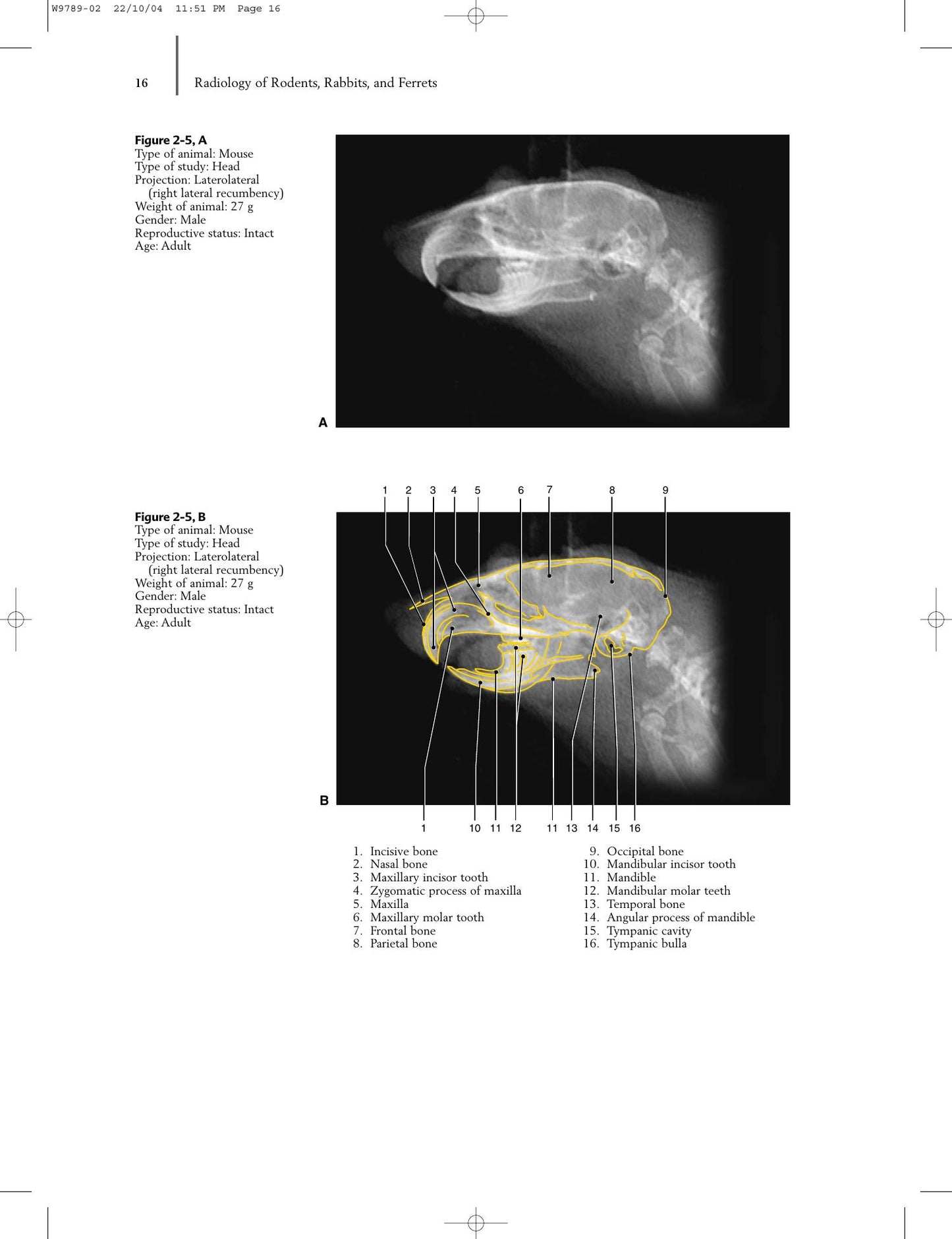 Radiology Of Rodents Rabbits And Ferrets An Atlas Of Normal Anatomy And Positioning