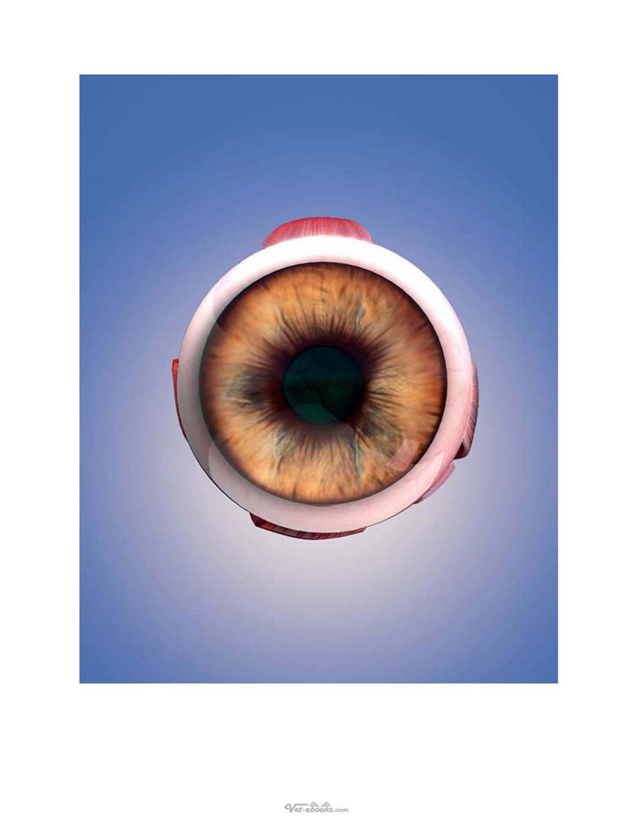 Preview page of 3D Ophthalmology in Dogs