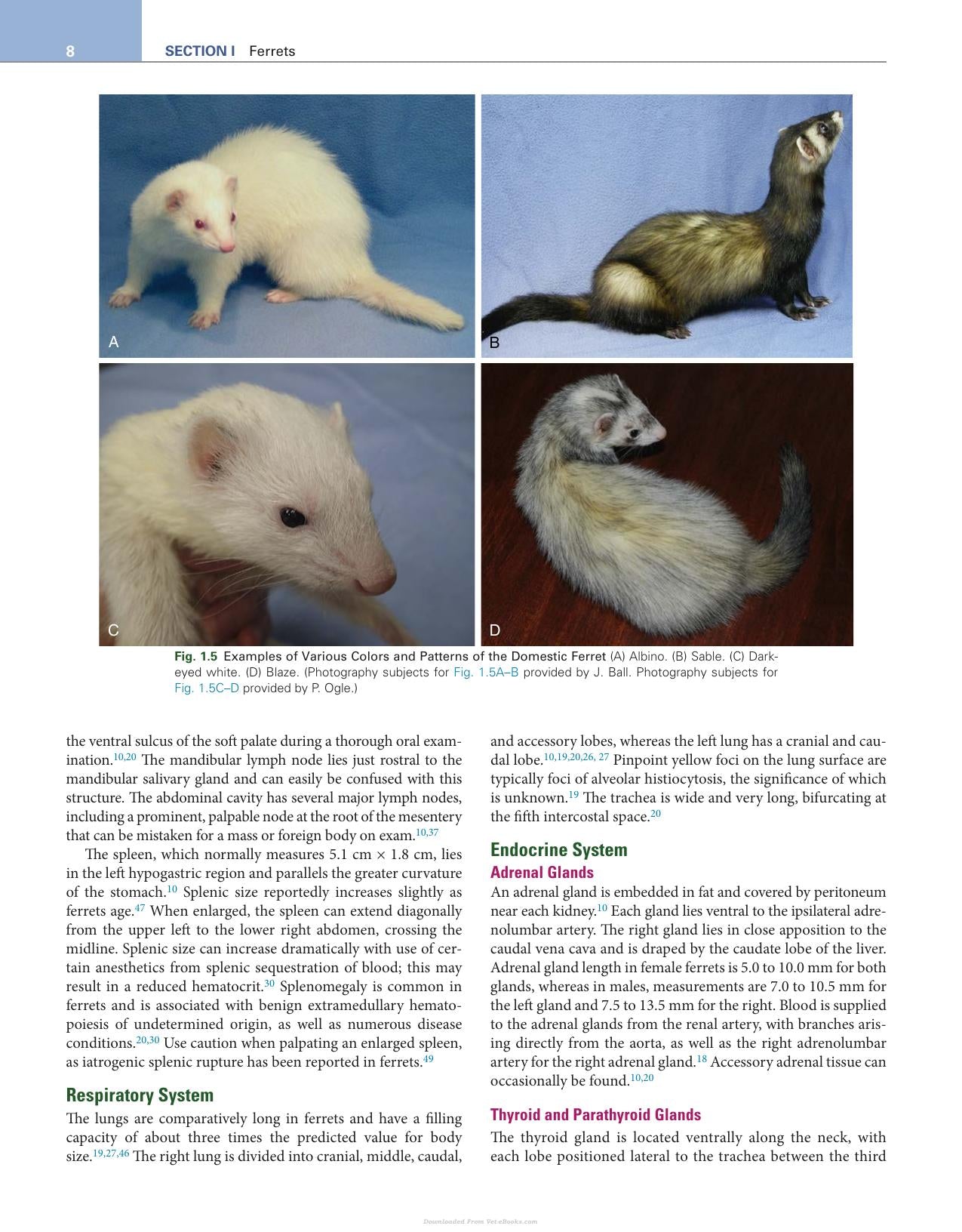 Ferrets Rabbits And Rodents Clinical Medicine And Surgery 4Th Edition