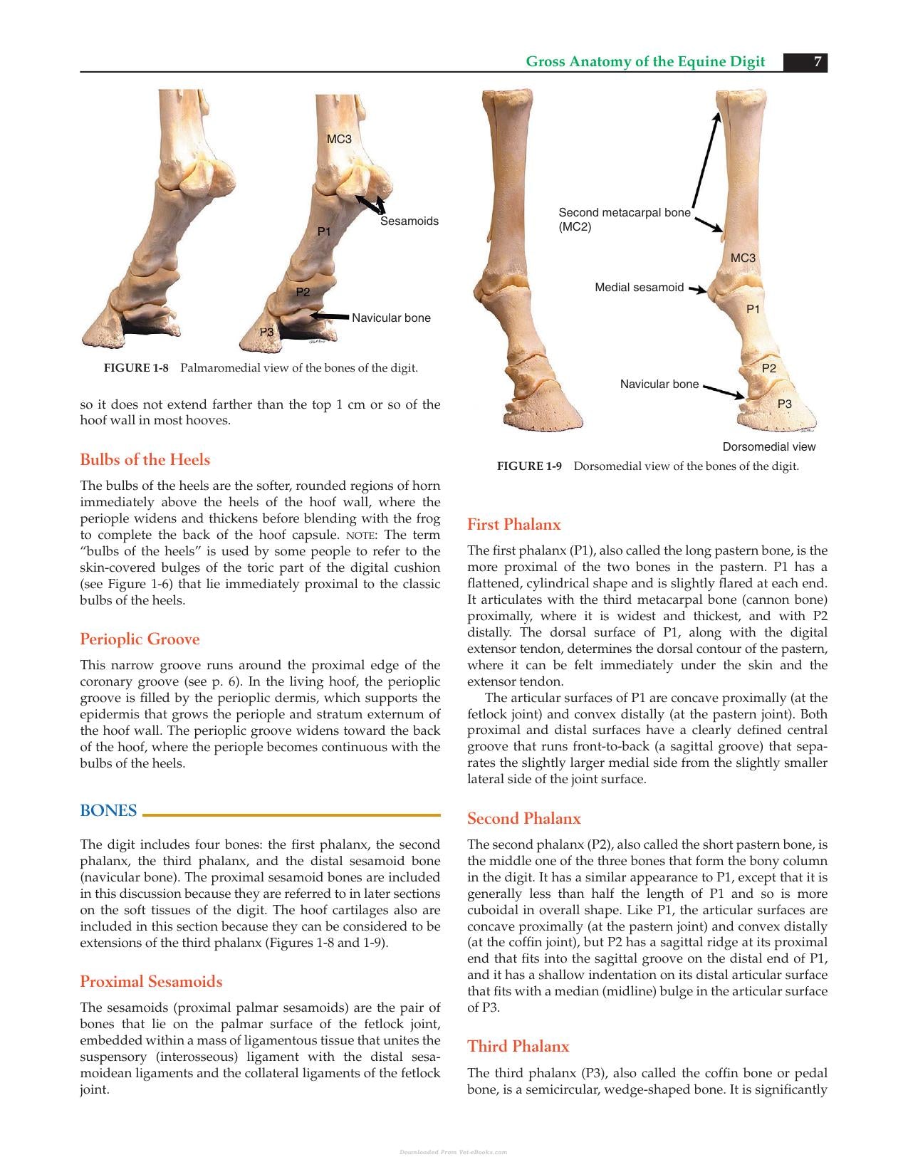 Equine Podiatry