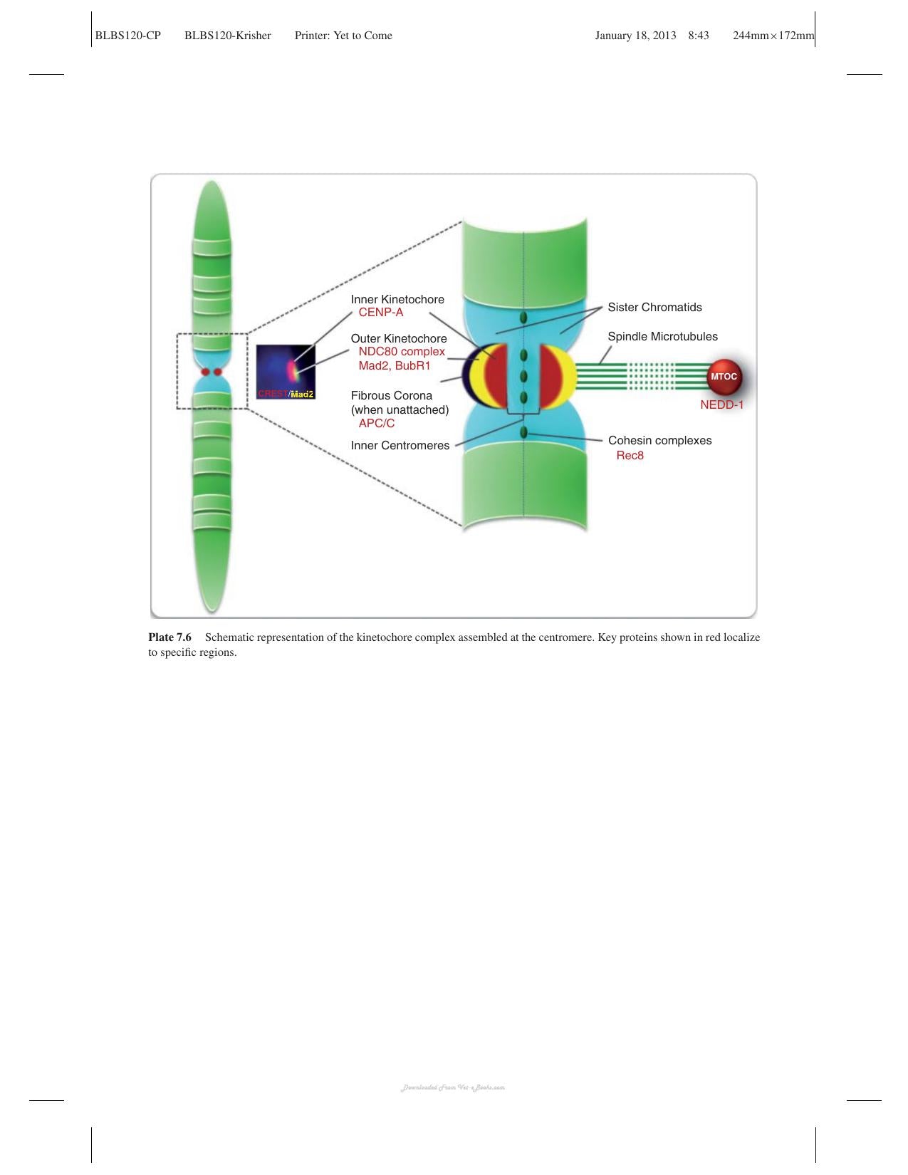 Oocyte Physiology And Development In Domestic Animals
