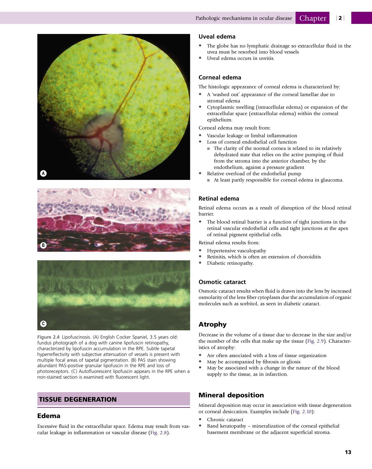 Veterinary Ocular Pathology A Comparative Review