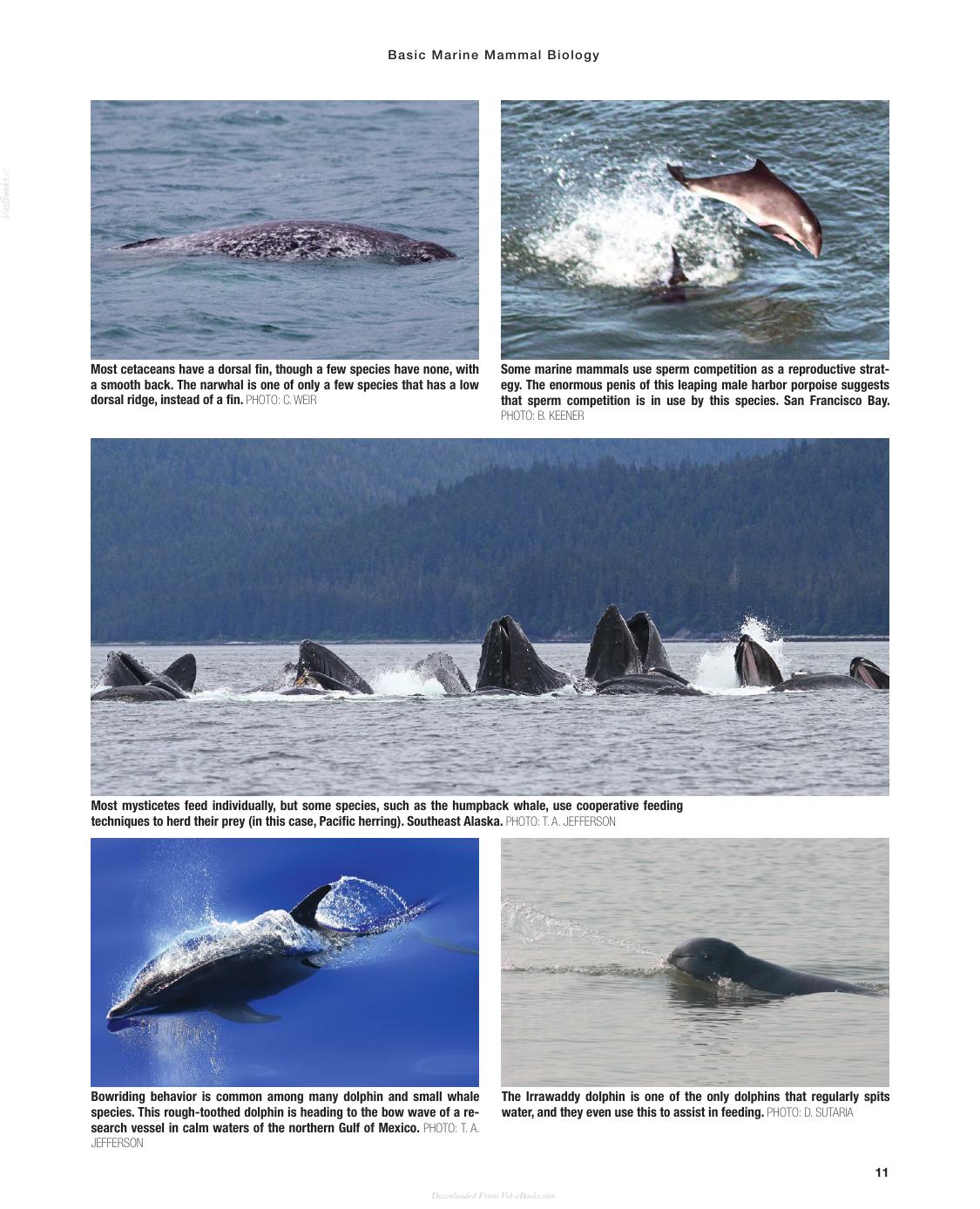 Marine Mammals Of The World A Comprehensive Guide To Their Identification 2Nd Edition