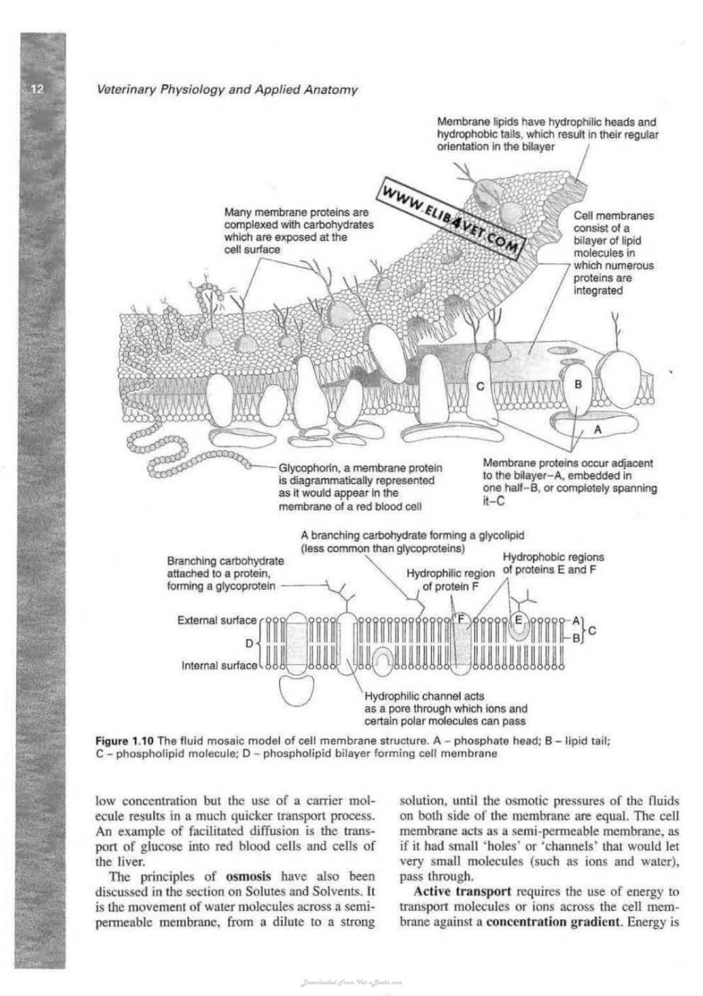 Veterinary Physiology And Applied Anatomy A Textbook For Veterinary Nurses And Technicians
