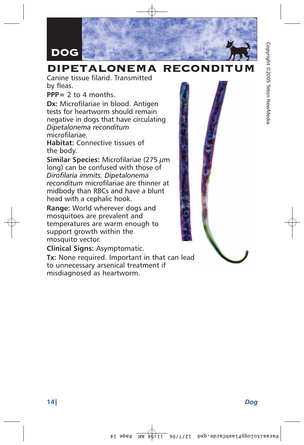 Parasitology Diagnosis And Treatment Of Common Parasitisms In Dogs And Cats