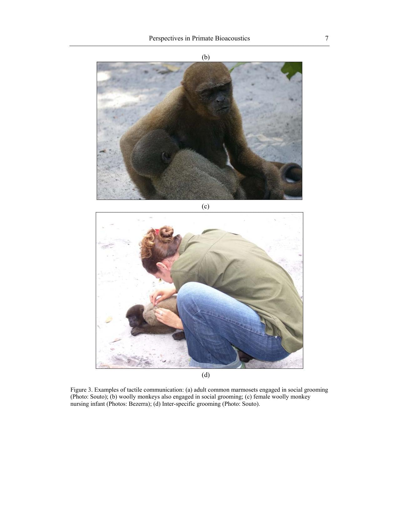 Primatology Theories Methods And Research