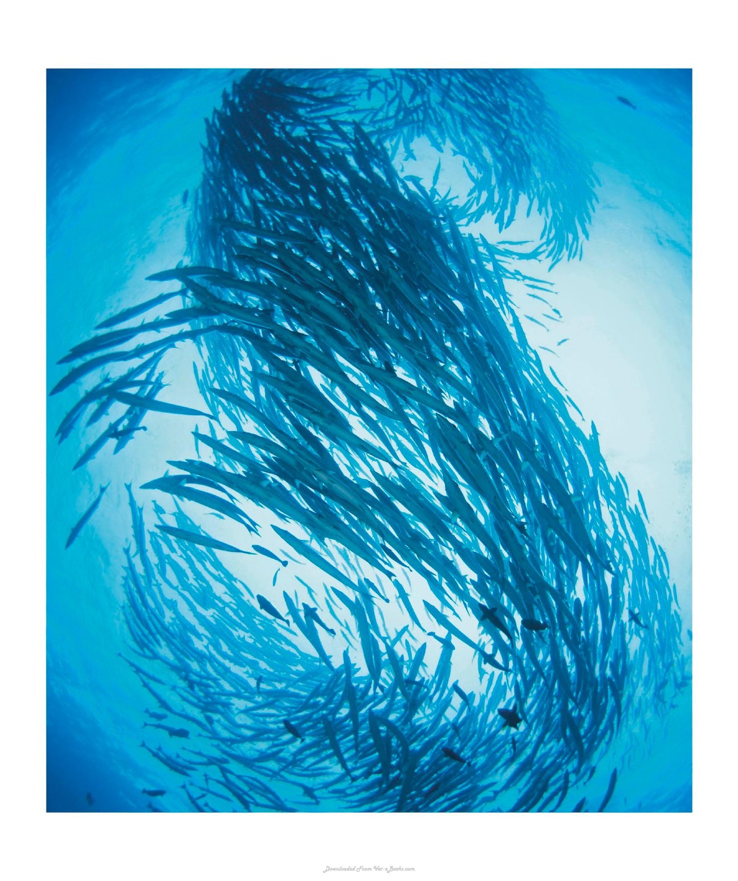 The Science Of Animals Inside Their Secret World