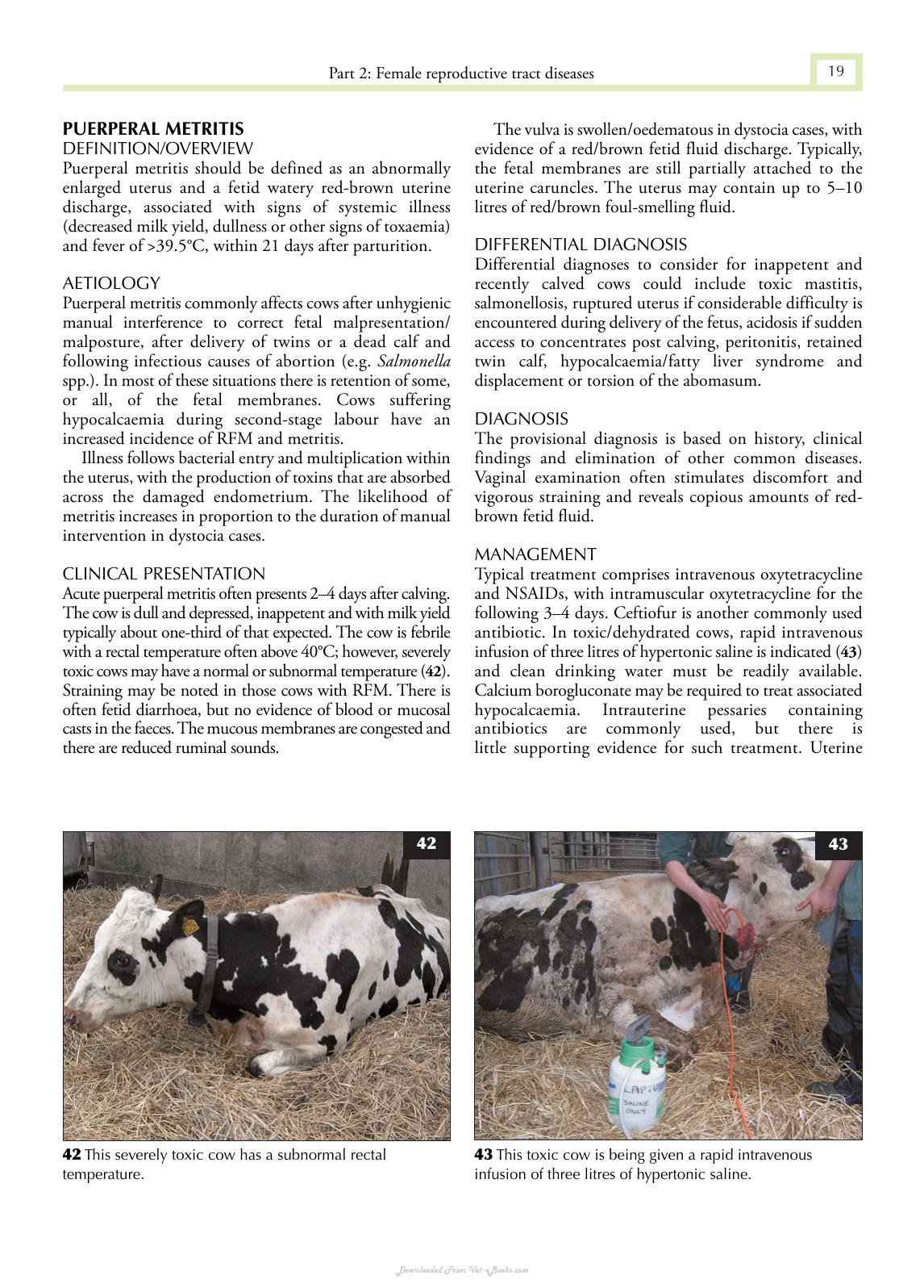 Cattle Medicine 1St Edition