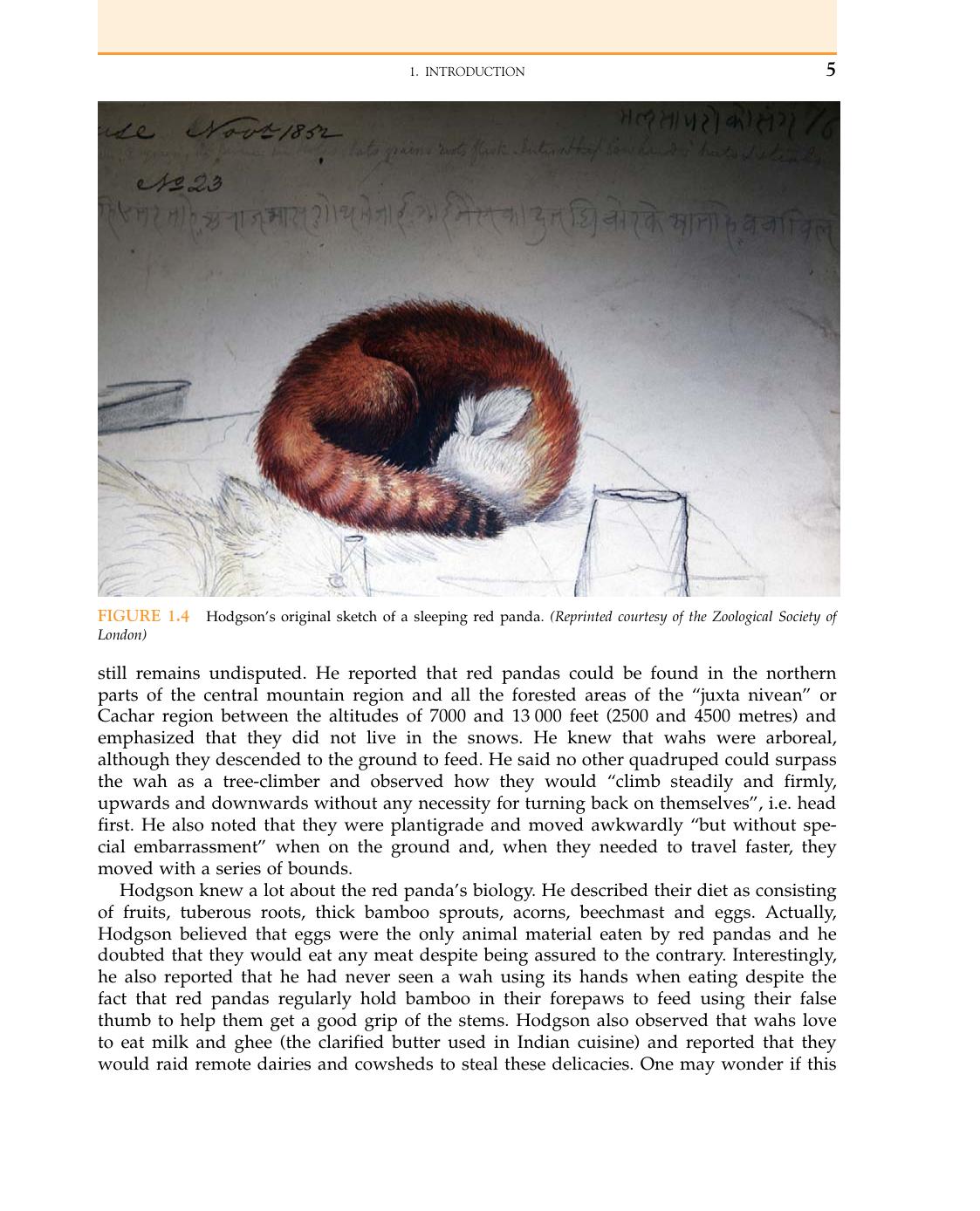 Red Panda Biology And Conservation Of The First Panda