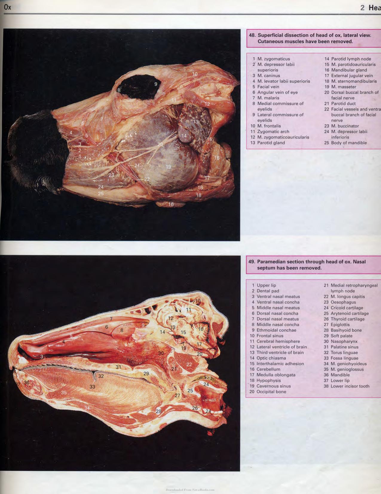 Color Atlas Of Large Animal Applied Anatomy 1St Edition