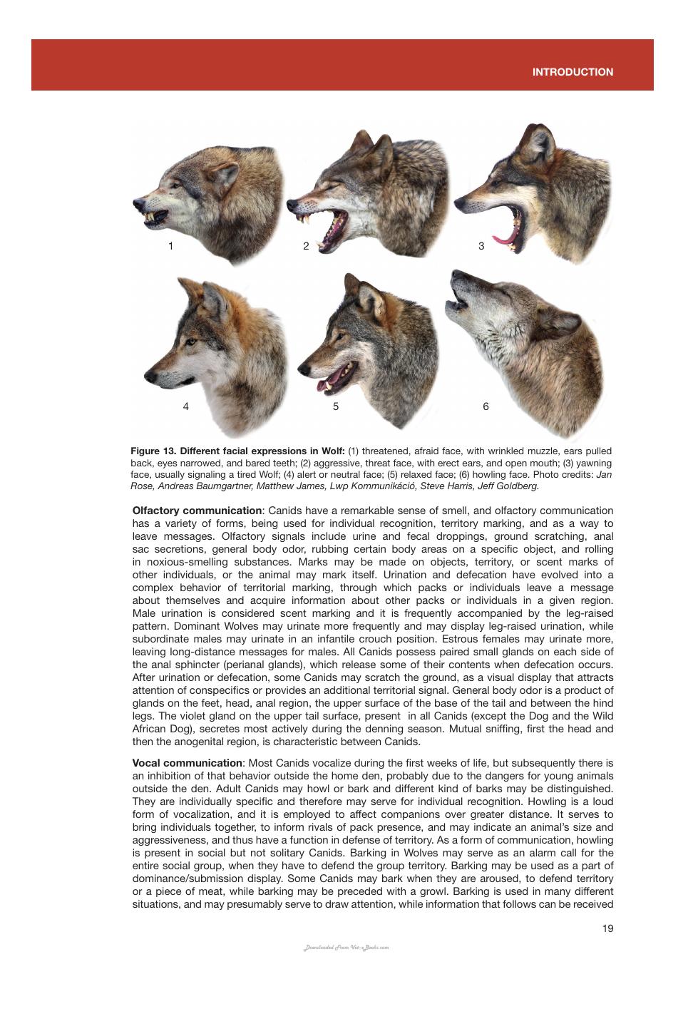 Canids Of The World Wolves Wild Dogs Foxes Jackals Coyotes And Their Relatives