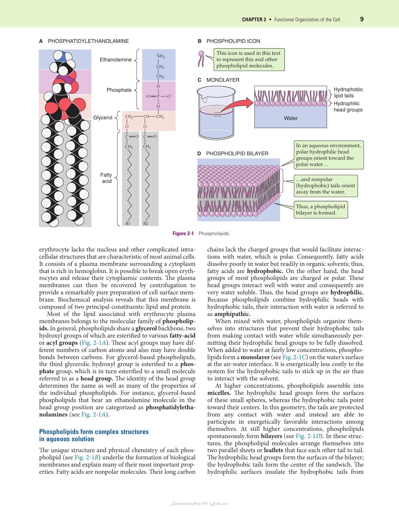 Medical Physiology 3Rd Edition
